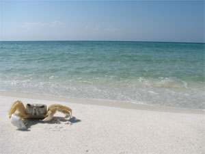 white sand beach